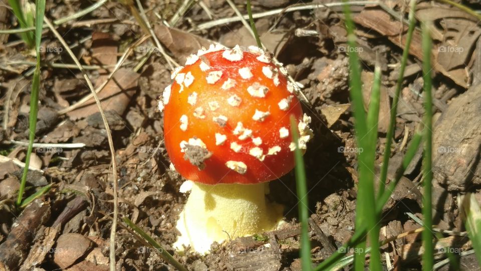 Fungus, Mushroom, Nature, No Person, Toadstool