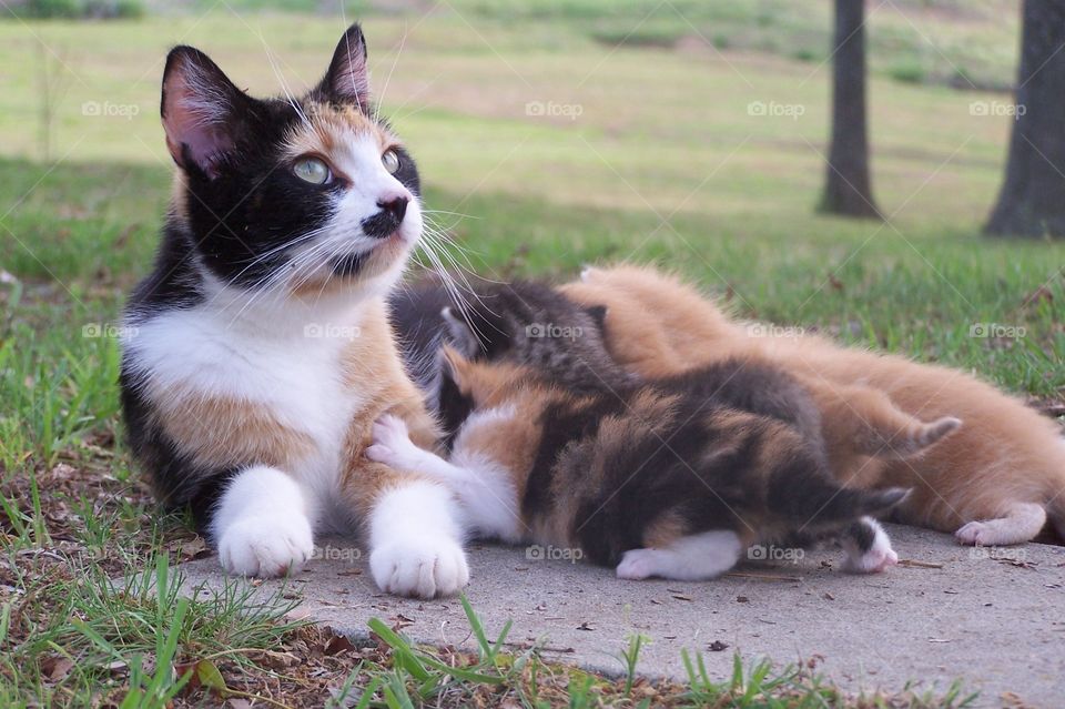 Cat feeding her kittens