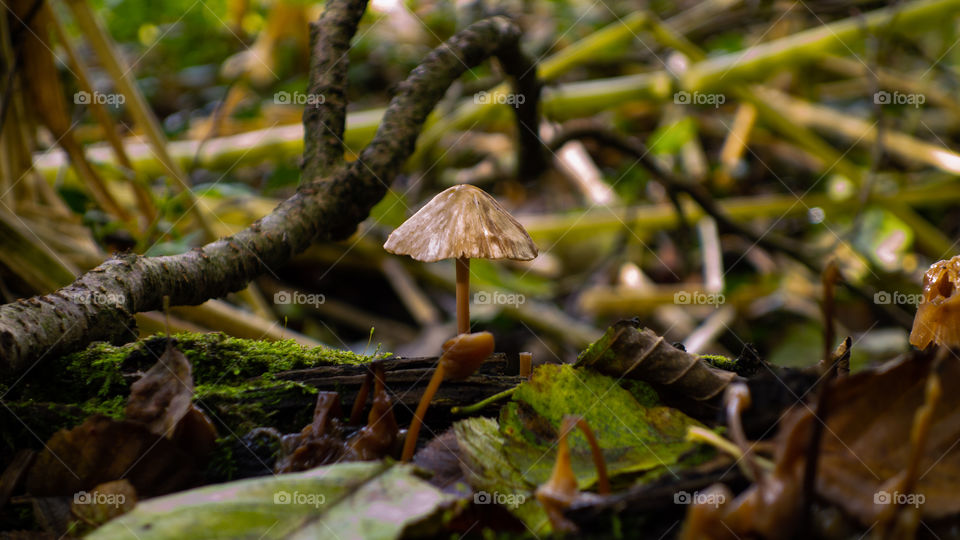 Mycena inclinata or the clustered bonnet is a type of fungus that grows on Oak roots, stumps or fallen tree trunks. This little guy lost his friends it seems.