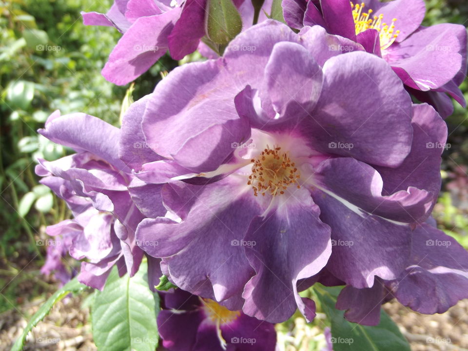 Purple Roses