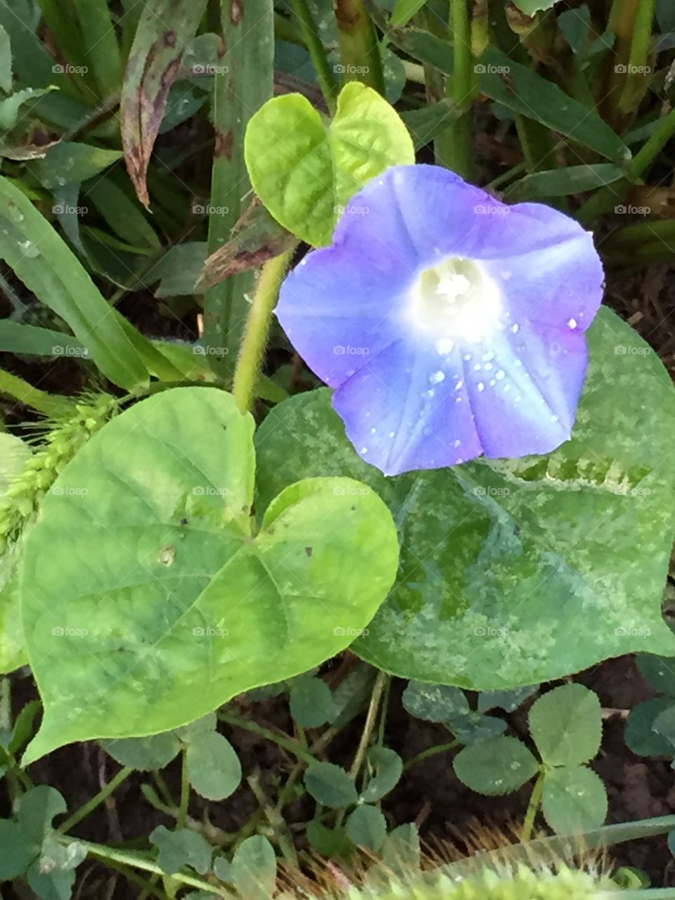 Dewy Morning Glory