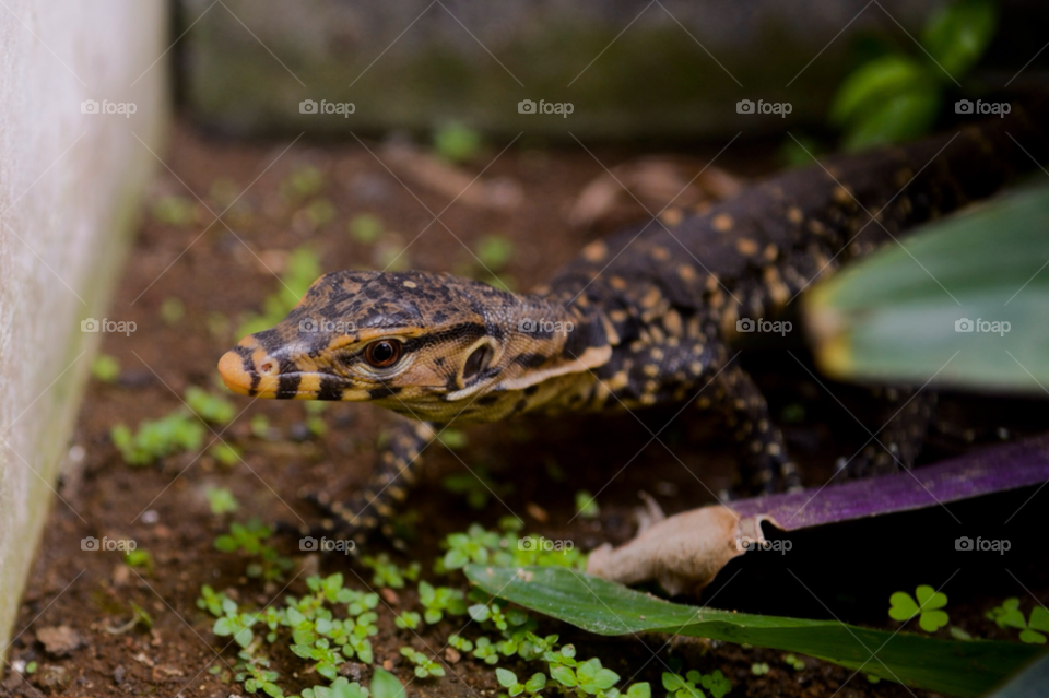 leaf dirt lizard reptile by liquideyes