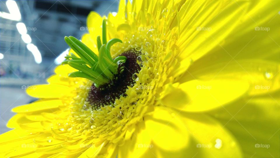 new life in a plucked flower