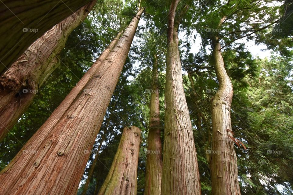 Wood, Tree, Nature, Landscape, Trunk