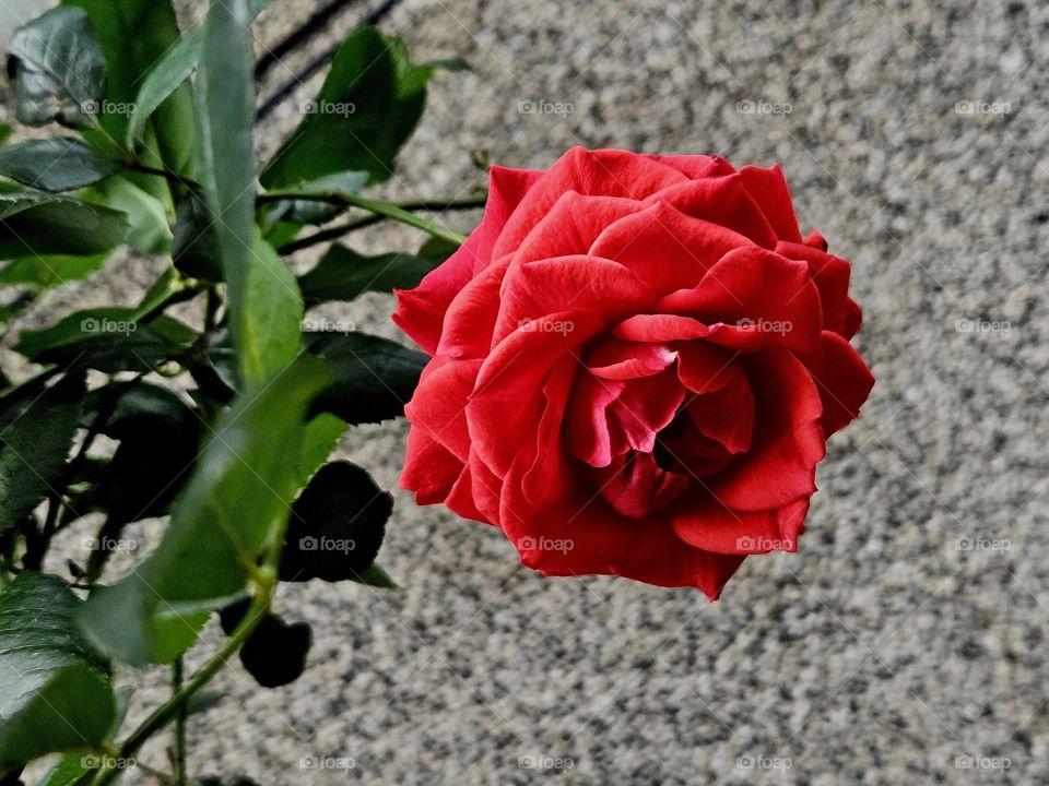 a red rose