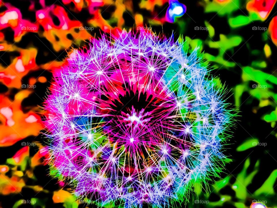 abstract dandelion