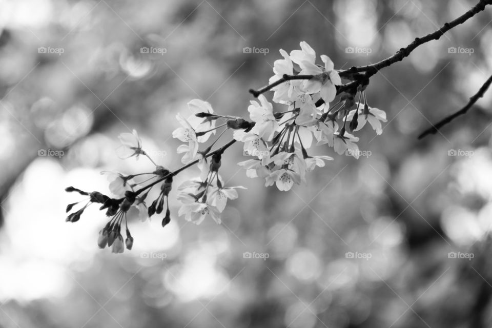 Cherry Blossom Monochrome