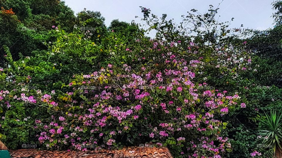 Pink flowers, flowers,Pink,floral,season,blossom,blooming,plant,gardening,garden,foliage