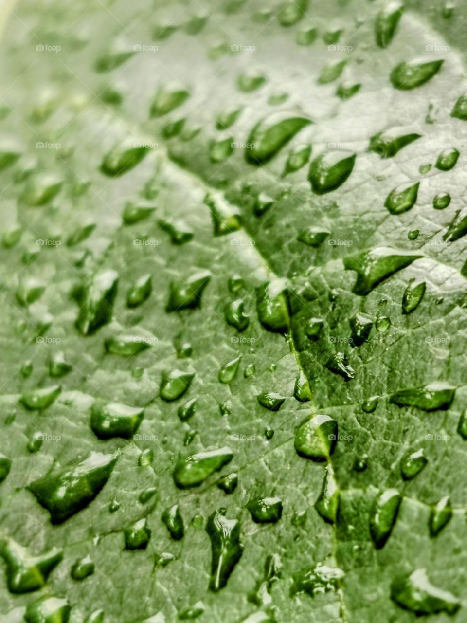 Water droplets on leaf