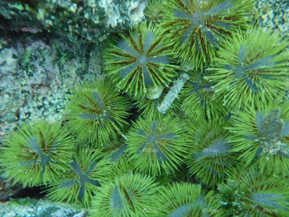 Pretty urchins