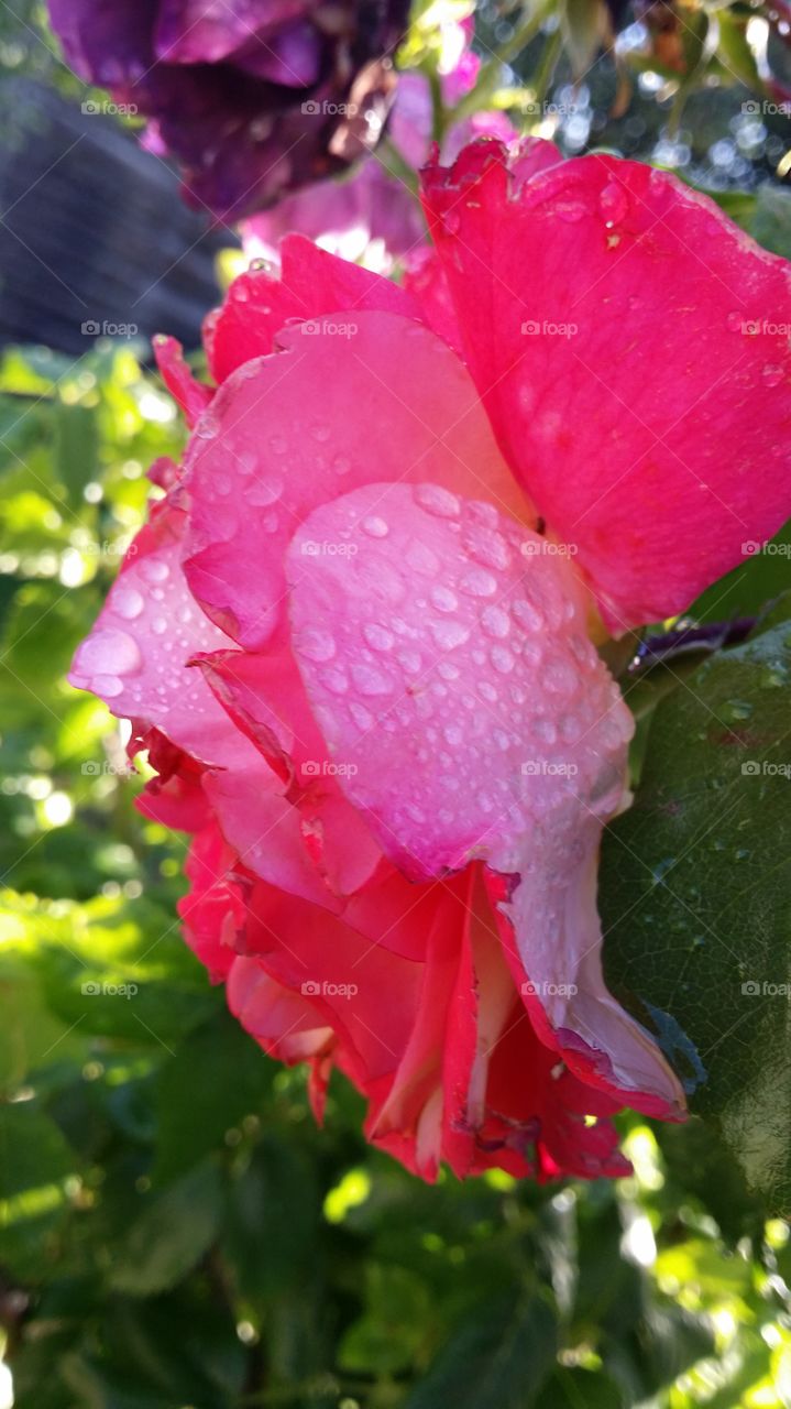 rose in rain