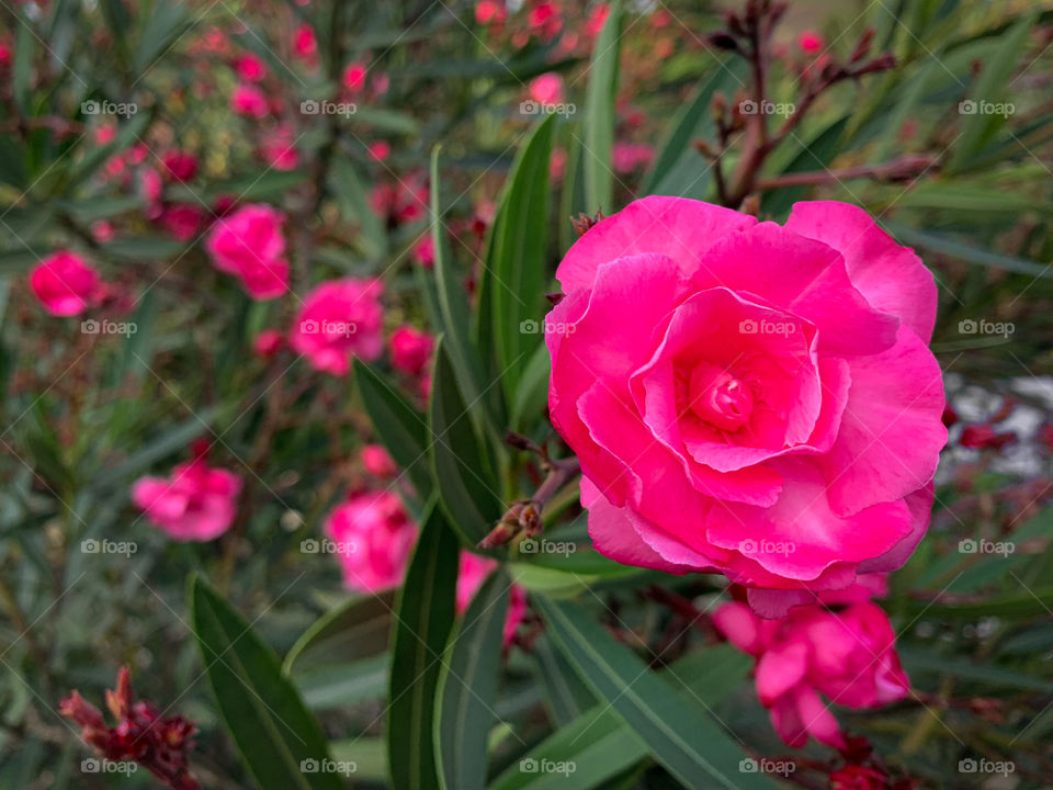 Rosa rosada - pink rose