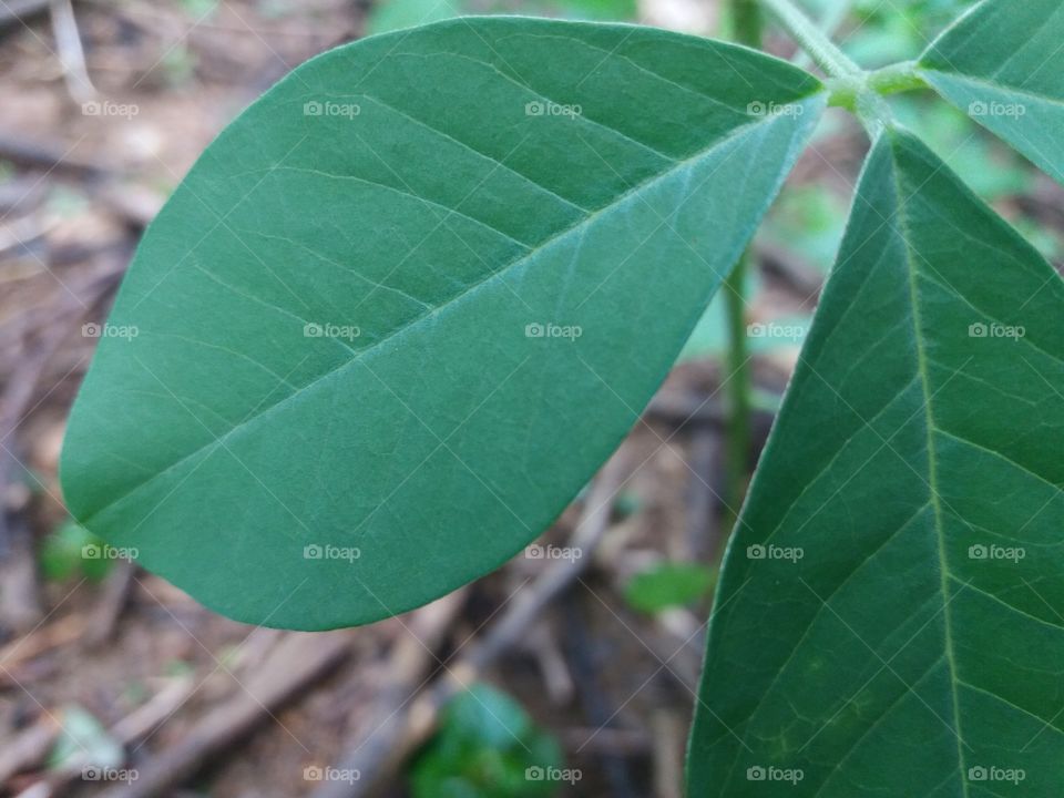 Leaf, Nature, Flora, Growth, No Person