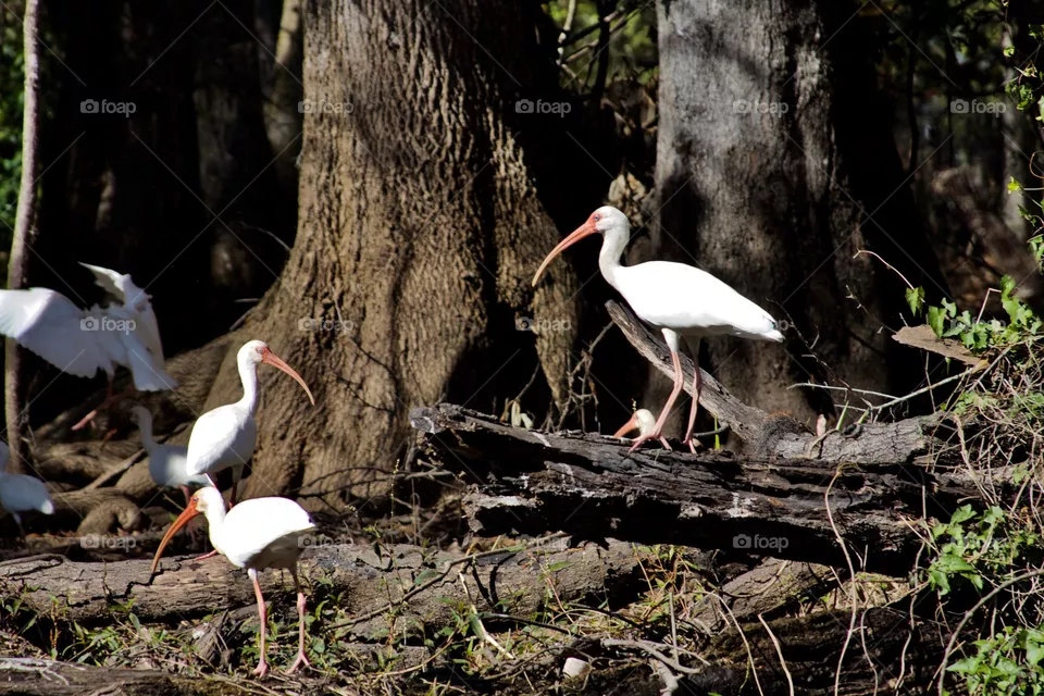 White Ibises on the Hillsborough River