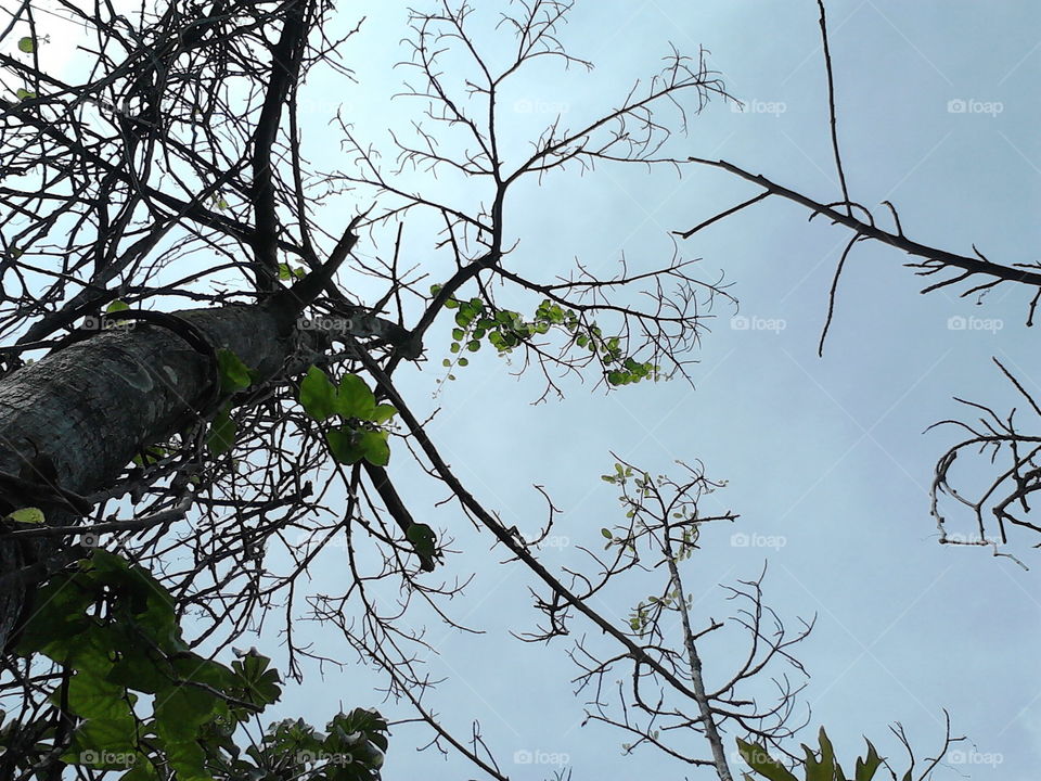 Tree, Branch, Nature, Wood, Leaf