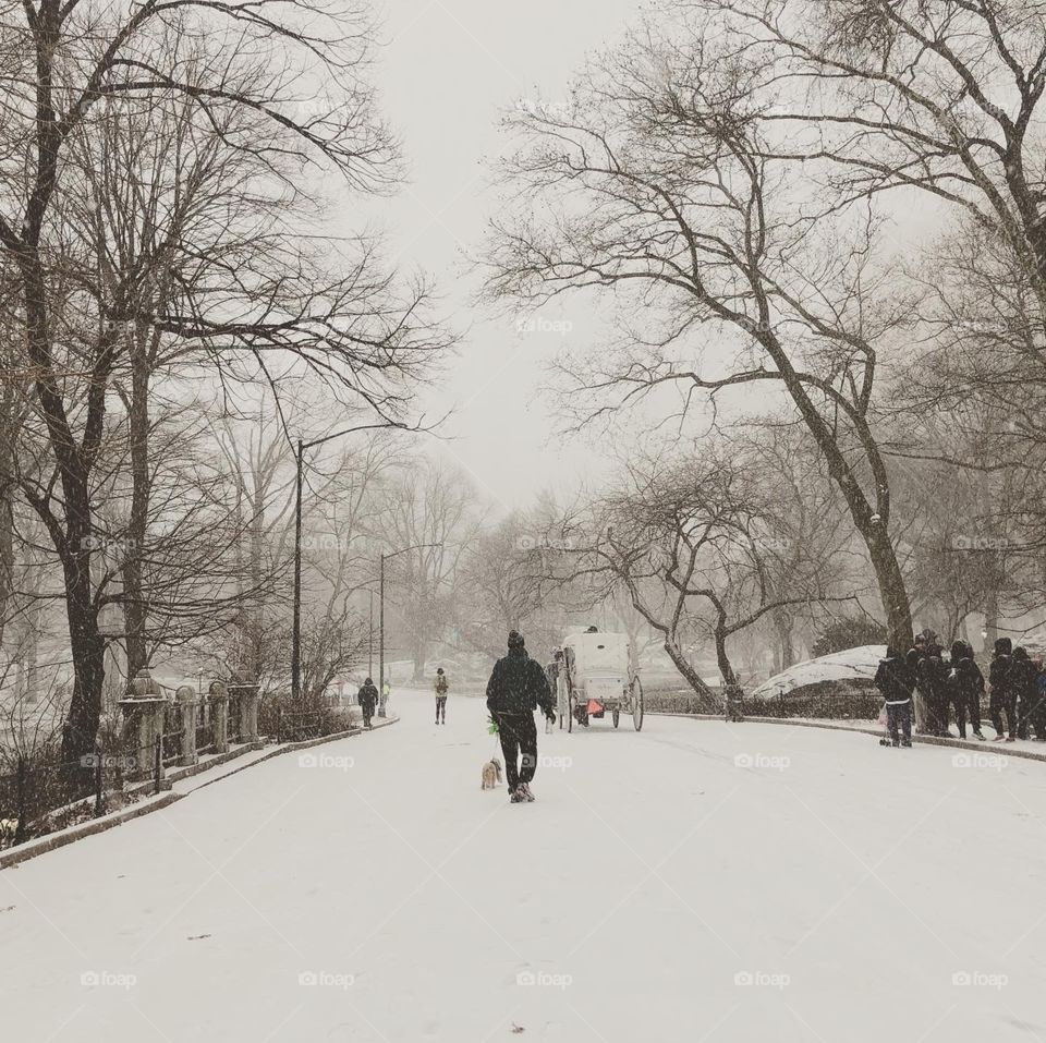 Central Park in the snow 