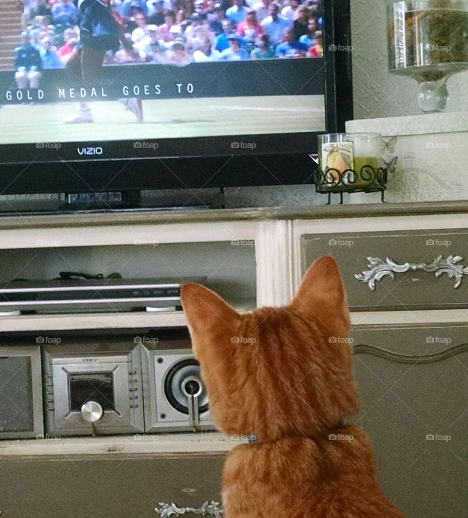 cat watching the Olympics