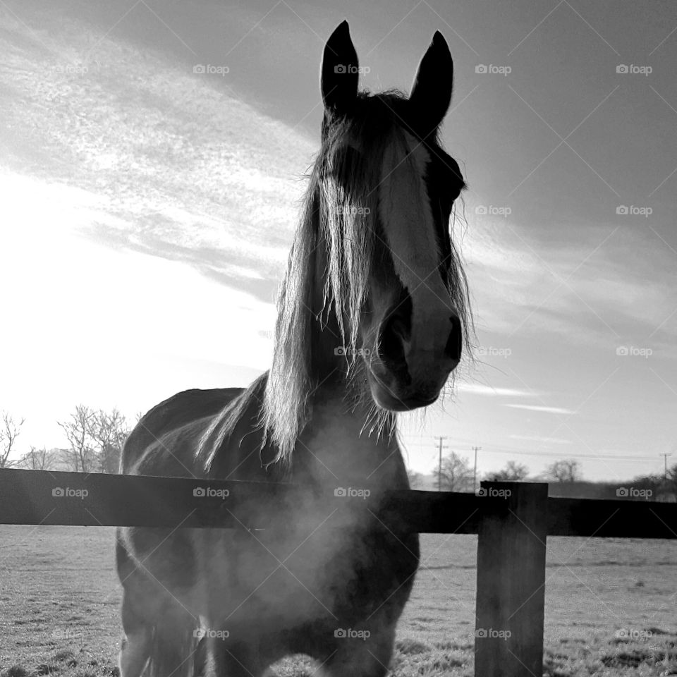 Horse in Diddington