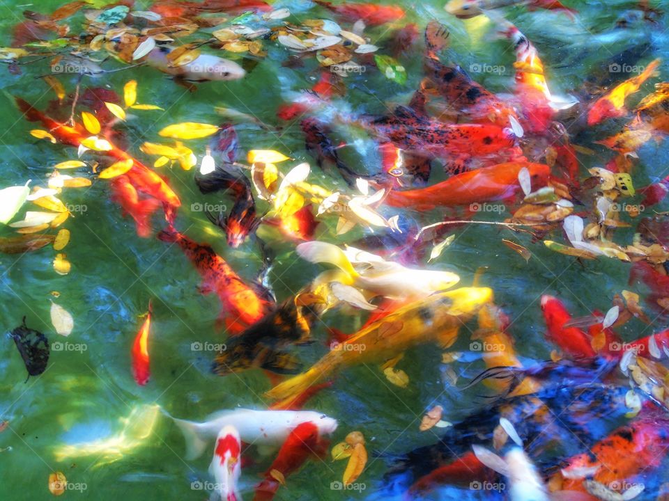 Koi