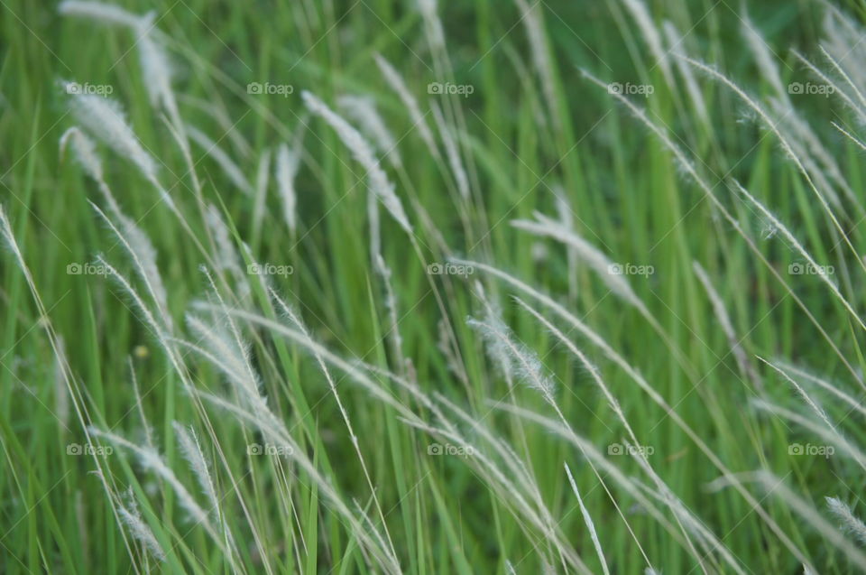 Grass, Flora, Growth, Nature, Field