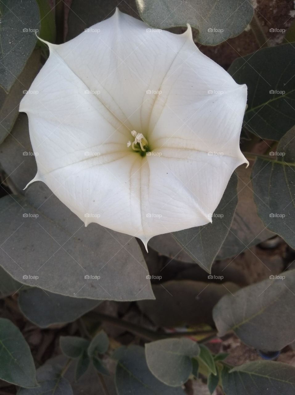 the Datura Flower white in colour looks very beautiful, very poisonous species found everywhere