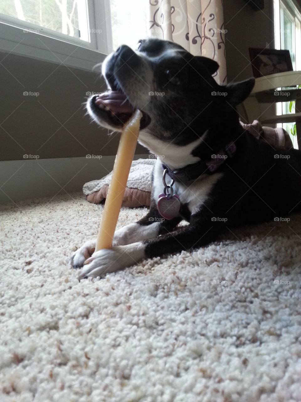 Nylabone Fun