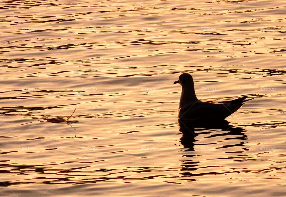 gliding on mirror lake