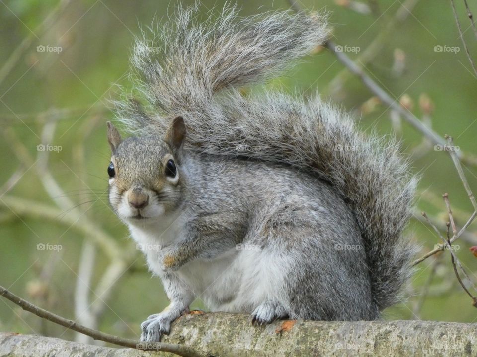 A close up of a squirrel 