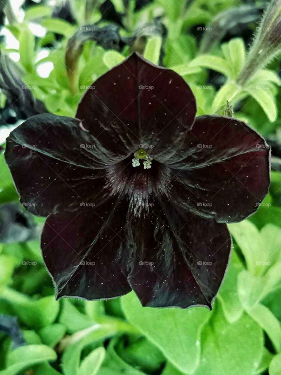 Close up of a black petunia