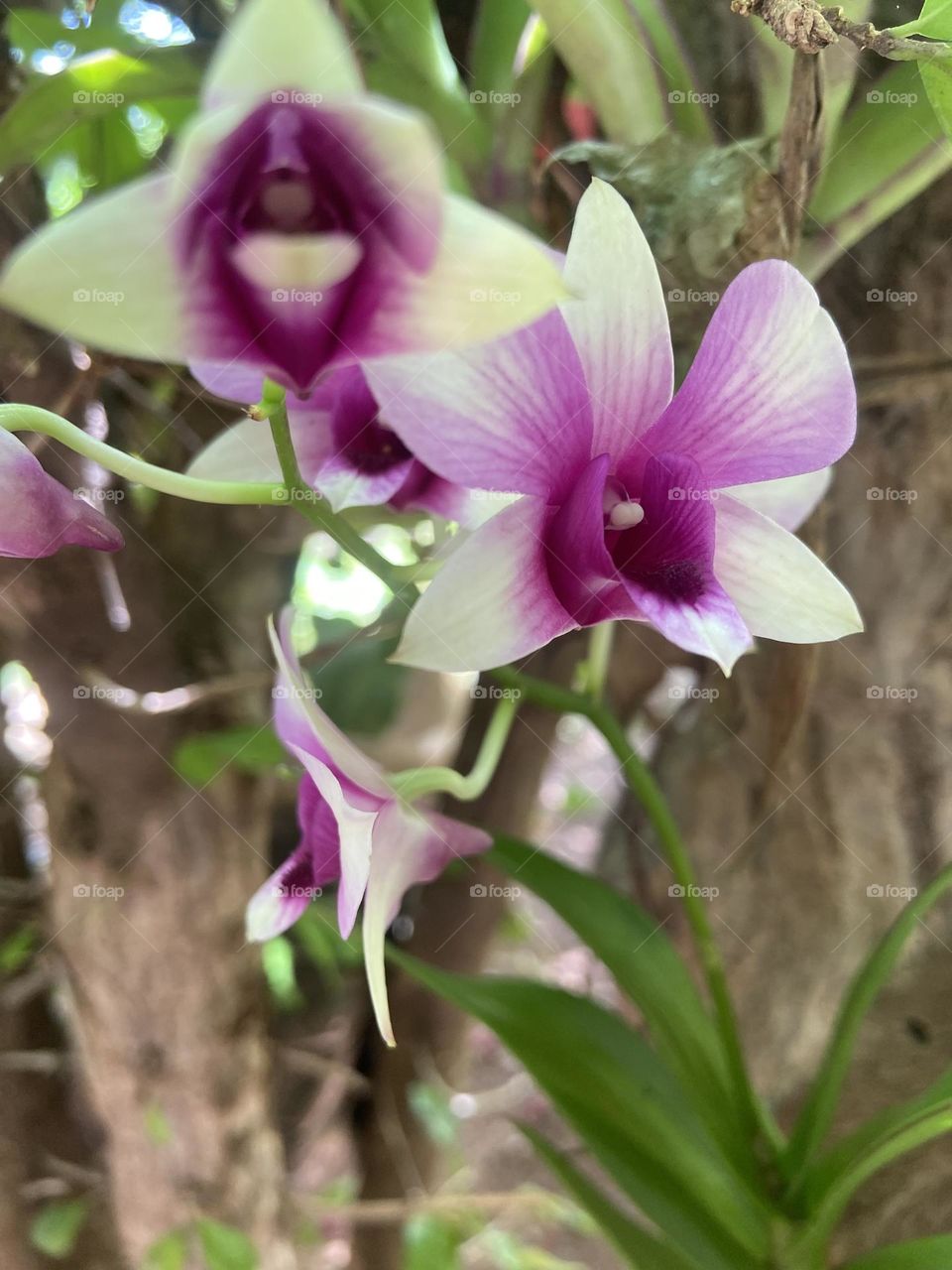 orchids