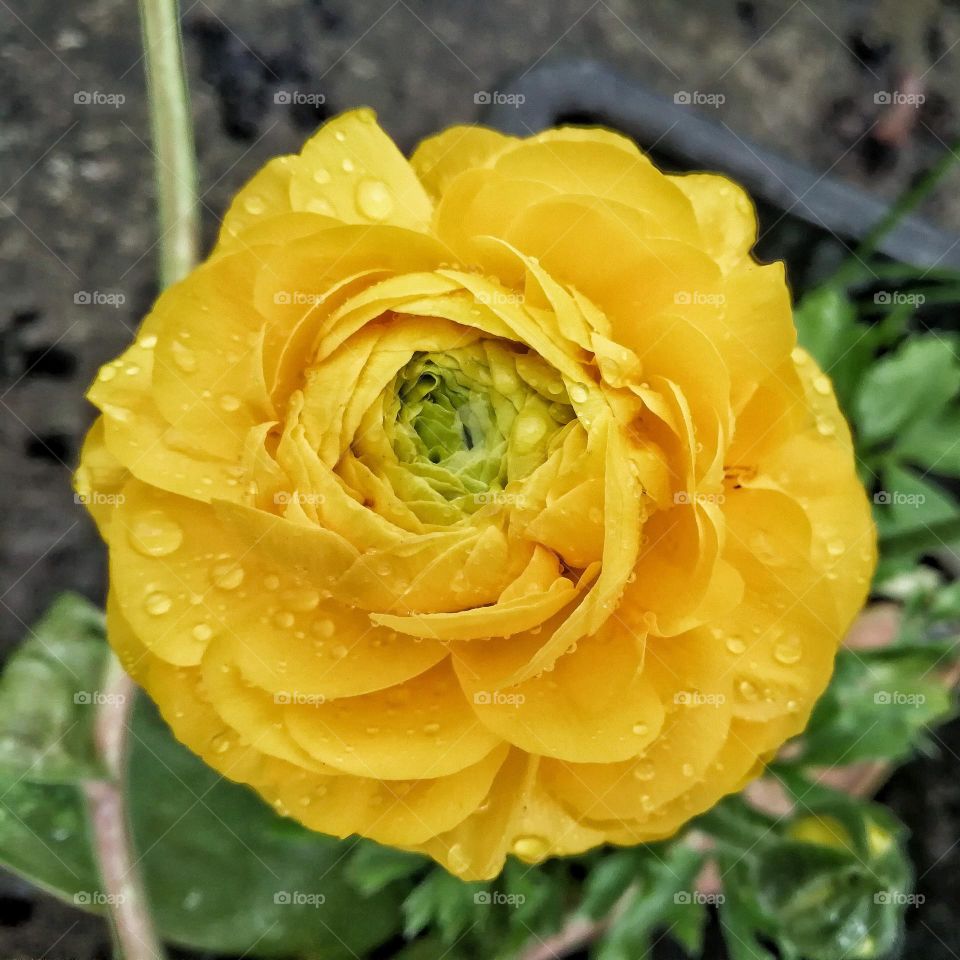 Yellow flower