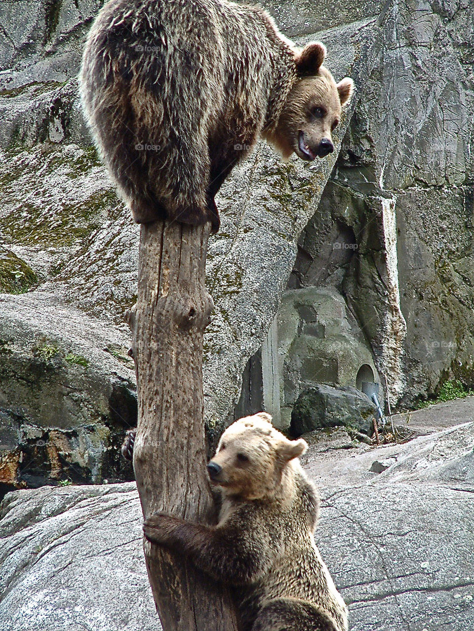 sweden stockholm skansen zoo by lgt41