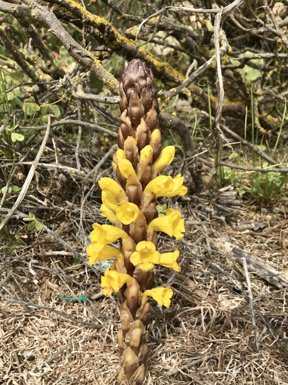 Blooming cistanche on seashore 