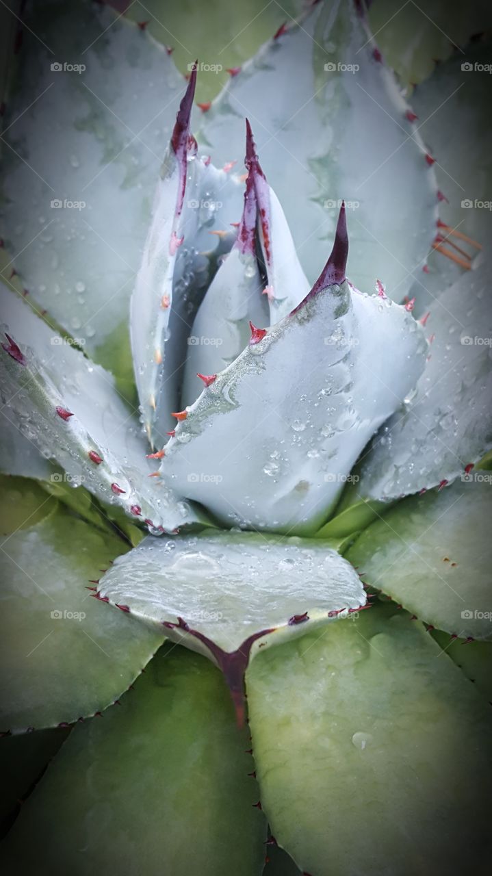 agave