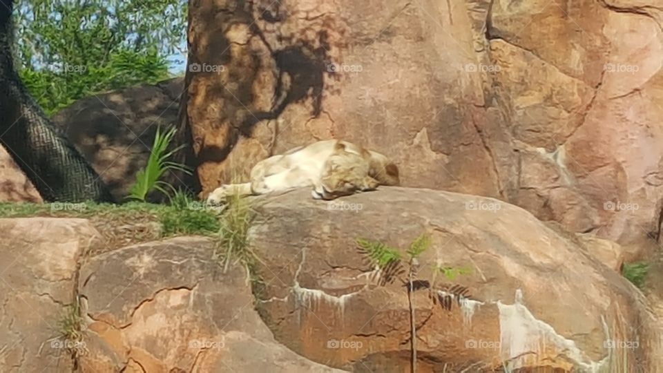 A female lion rests peacefully on the rocks at Animal Kingdom at the Walt Disney World Resort in Orlando, Florida.