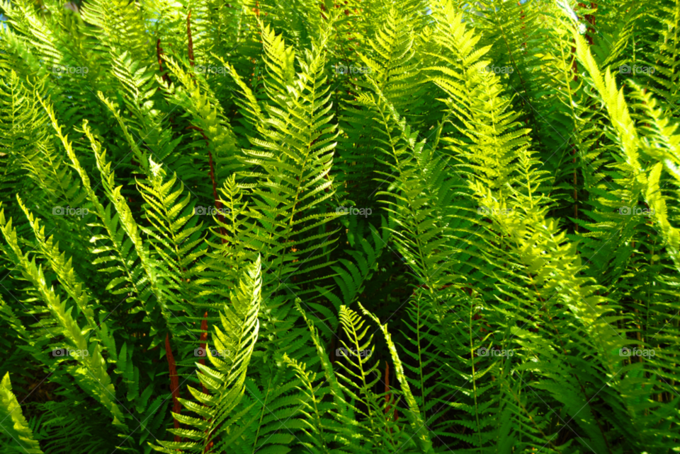 fern fern growth ground fern by lightanddrawing