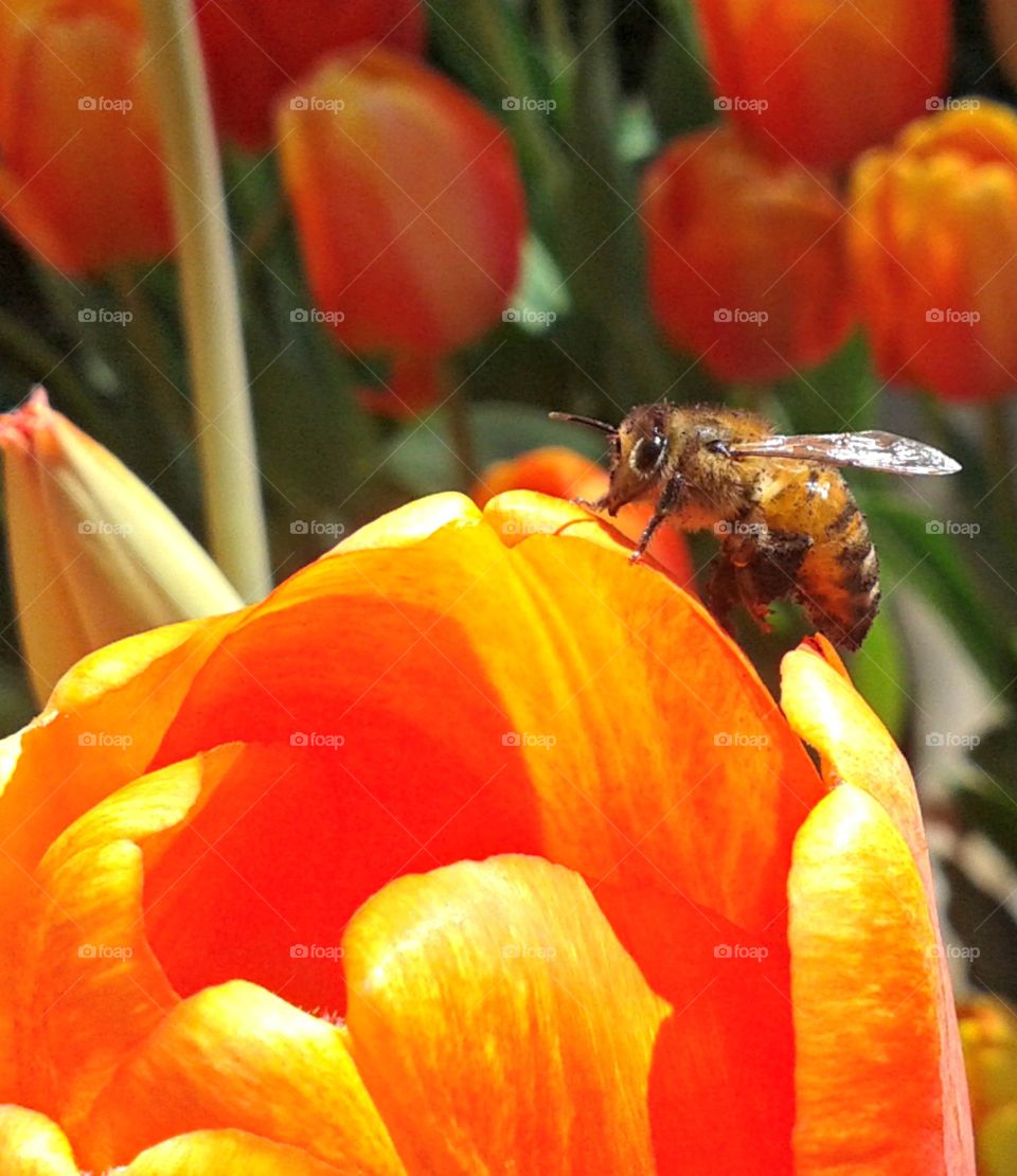 honey bee about to climb in to this beautiful tulip in a garden full of tulips.