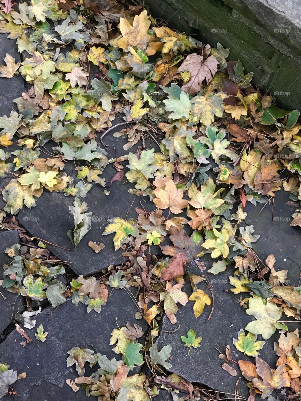 Leaf, Fall, Nature, Flora, Texture