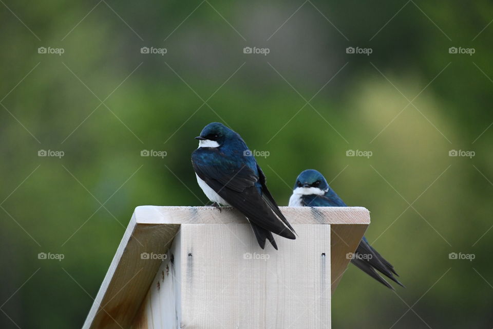 tree swallows