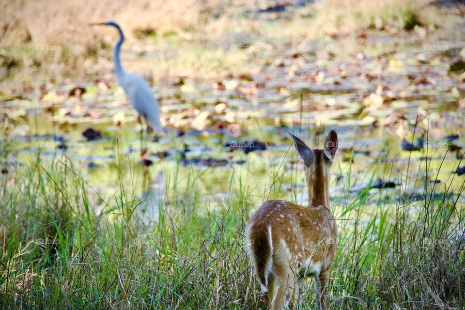 Curious baby fawn watching a great egret from the edge of the lily pond