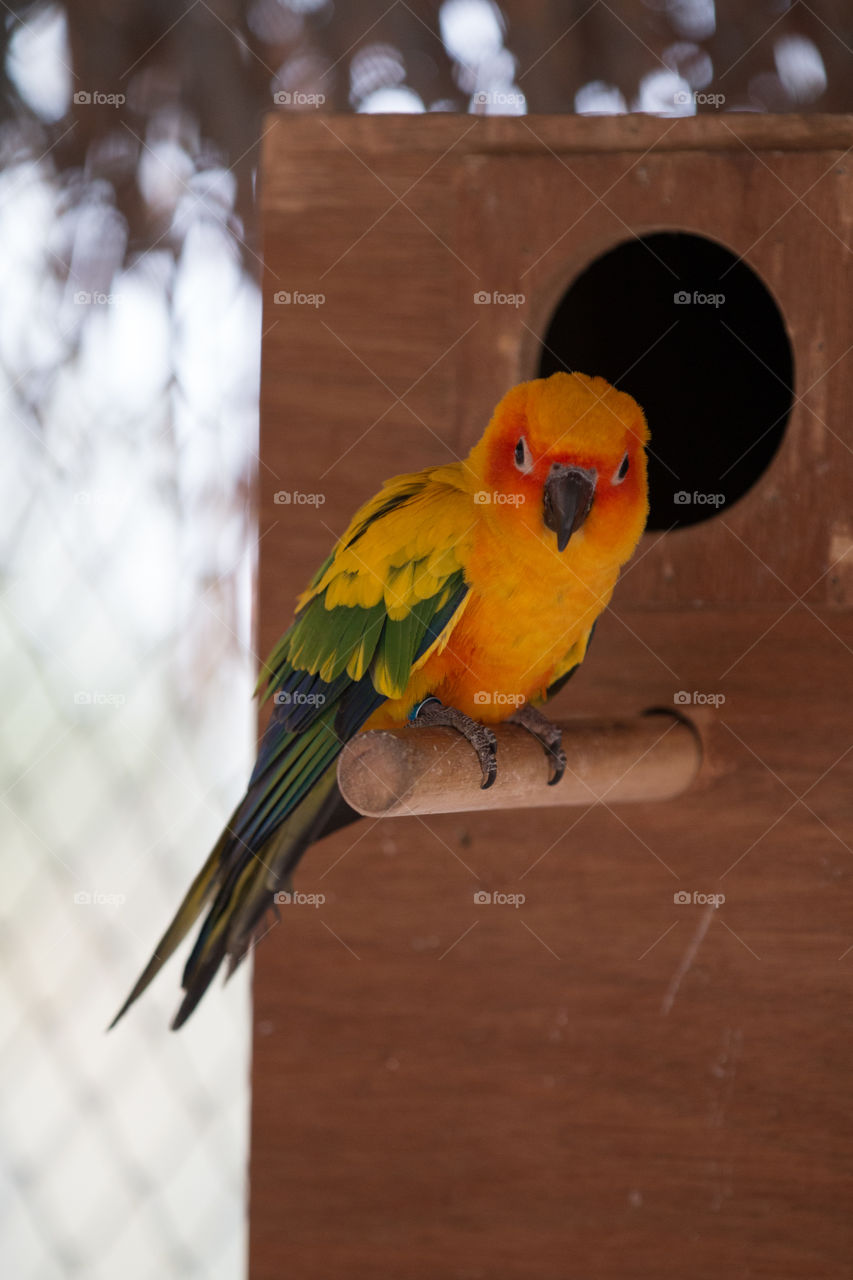 Bird, Parrot, No Person, Wildlife, One