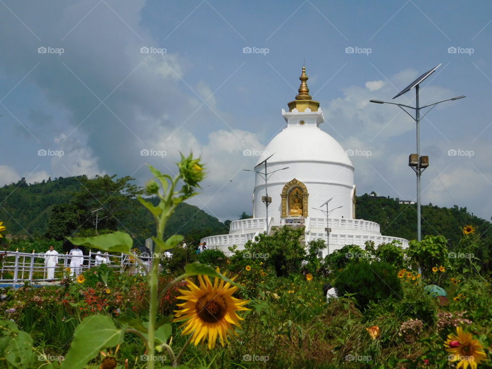 sunflower and buddhist stupa