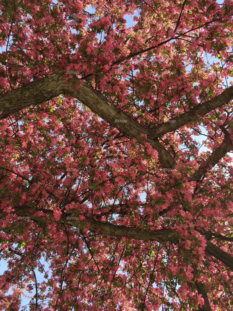 Pink Apple blossoms 