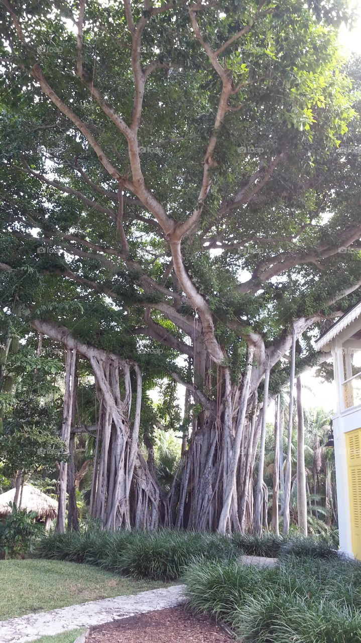 banyan tree at Bonnet House Museum and Gardens, Fort Lauderdale beach, Florida, 12/3/2016