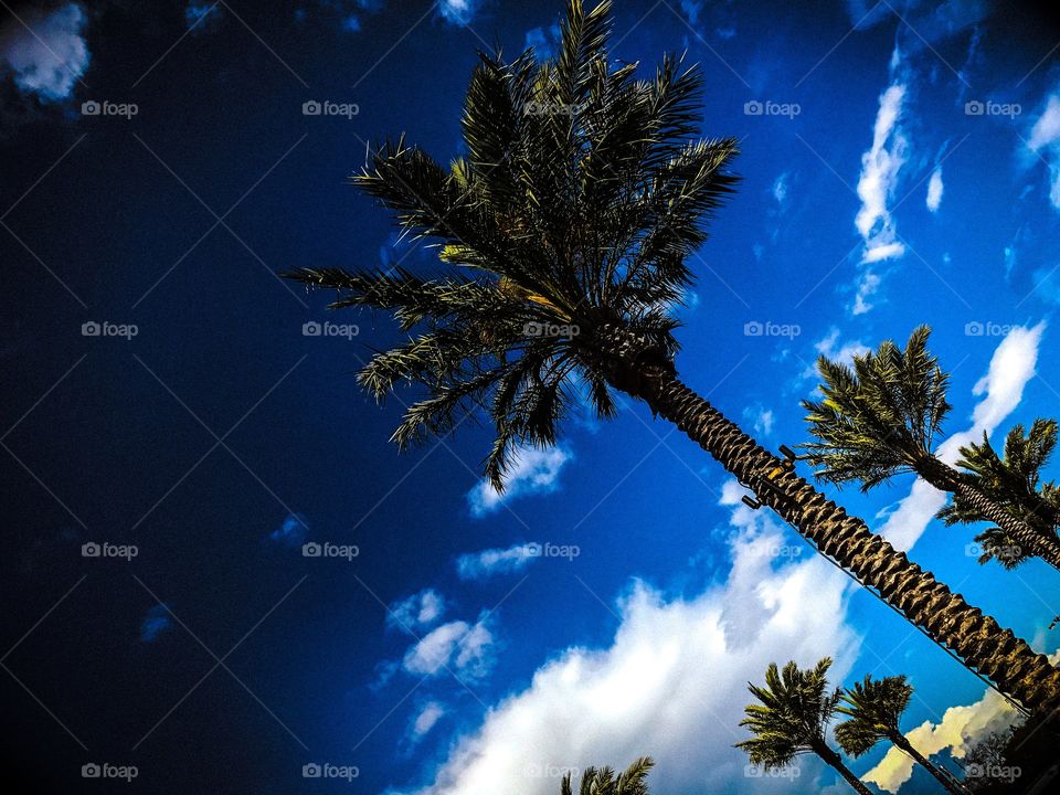 California Palm Trees In A Blue Cloudy Sky