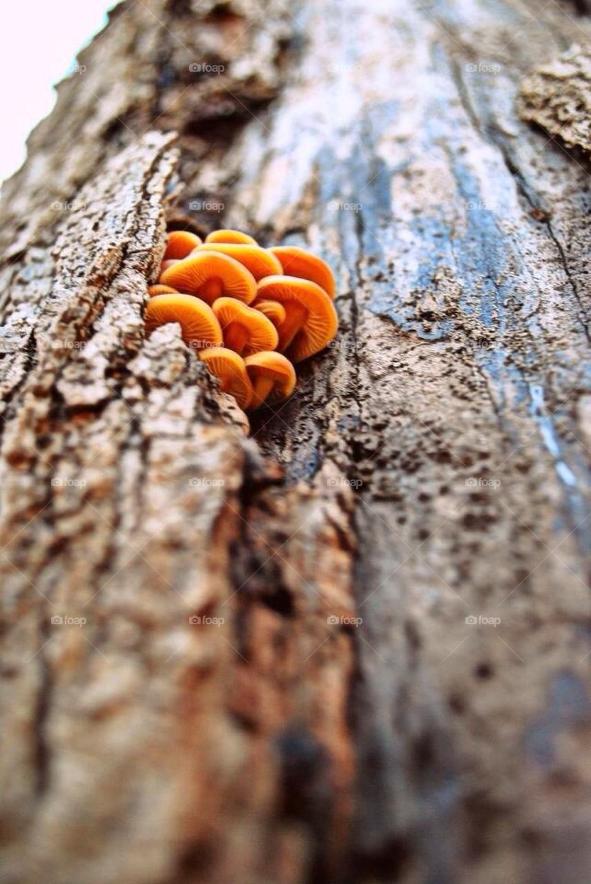 Mushrooms