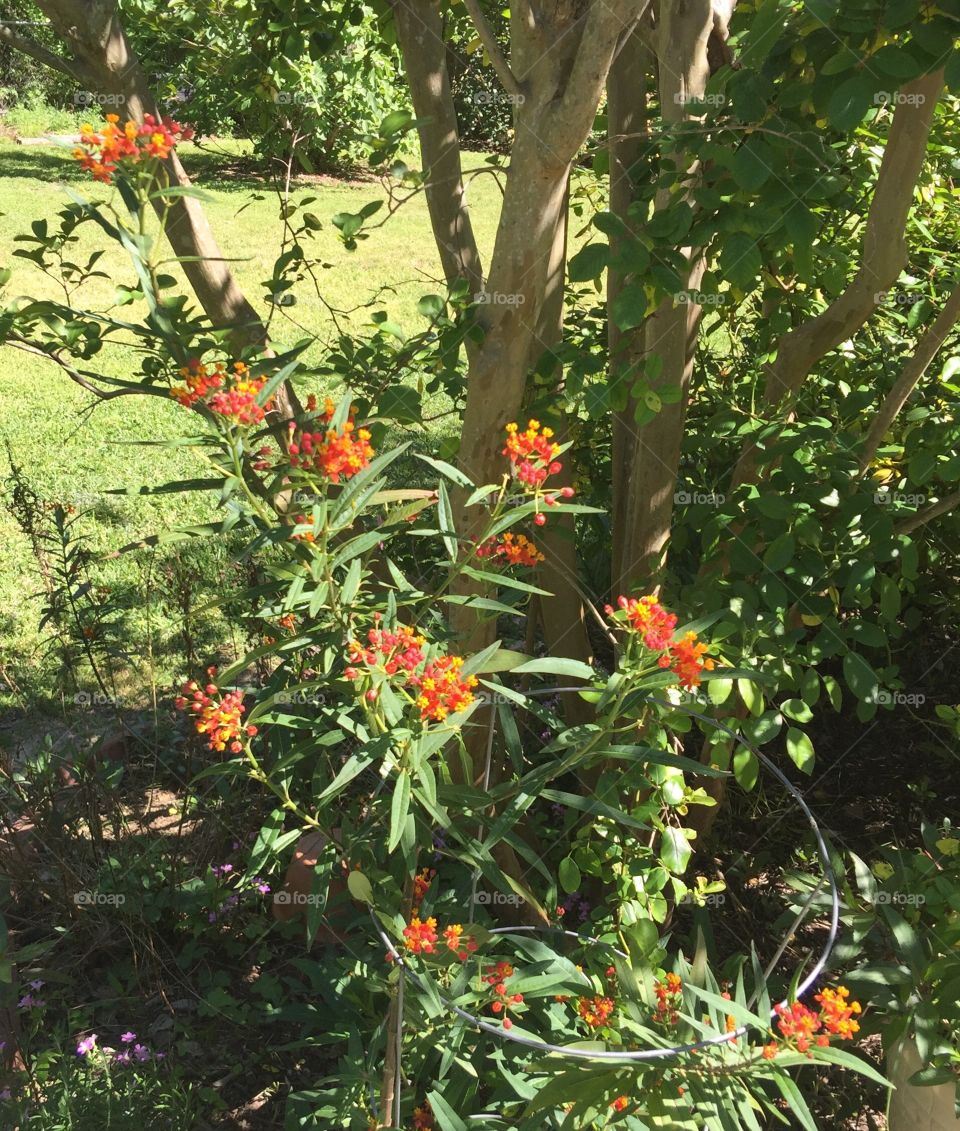 Butterfly Weed - Save the Monarchs