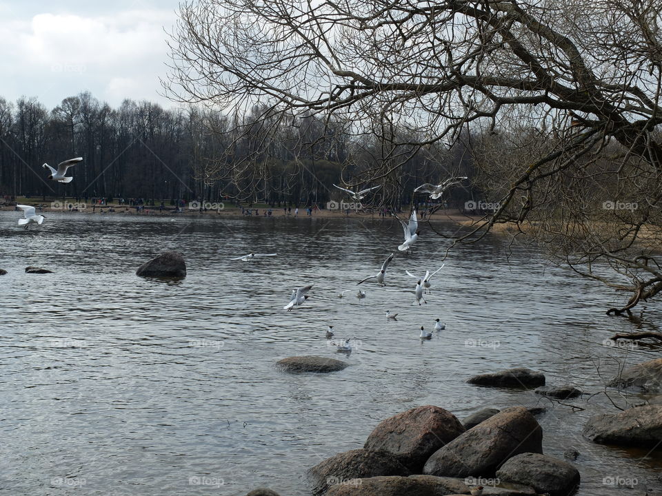 Spring sea view with flying seagulls 