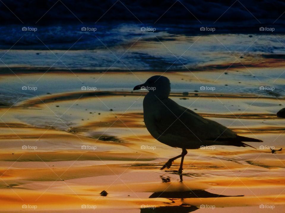 Seagull with background reflections