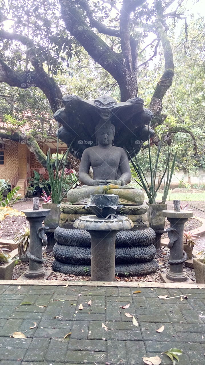 the buddha and 7 head snake